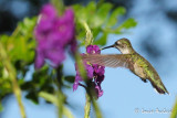 Colibri  gorge rubis - Ruby-throated Hummingbird
