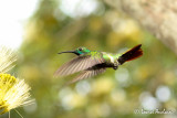Mango de Prvost - Green-breasted Mango
