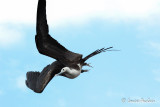 Frgate superbe - Magnificent Frigatebird