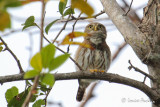 Chevche tte brune - Ferruginous Pygmy Owl
