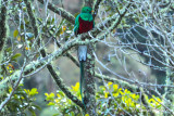 Quetzal resplendissant - Resplendent Quetzal