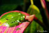 Grenouille aux yeux rouge