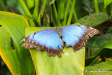 Morpho
