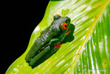 Grenouille aux yeux rouge