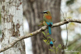 Motmot  sourcils bleus - Turquoise-browed Motmot