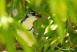 Geai  face blanche - White-throated Magpie-Jay