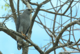 Buse cendre - Gay-lined Hawk
