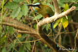 Motmot  sourcils bleus - Turquoise-browed Motmot