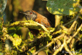 Troglodyte  gorge noire - Black-throated wren