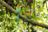 Motmot  bec large - Broad-billed Motmot