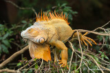 Iguane vert