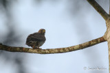 Buse  gros bec - Roadside Hawk