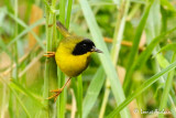 Paruline des bambous - Olive-crowned Yellowthroat