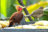 Pic roux - Chestnut-colored Woodpecker