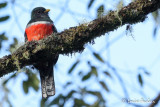 Trogon  ventre orange - Orange-bellied Trogon