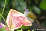 Tohi lign - Black-striped Sparrow