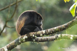 Singe hurleur