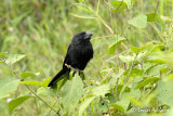 Ani  bec cannel  - Grobe-billed Ani