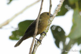 Sporophile  bec fort - Thick-billed Seed Finch