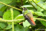 Ariane  ventre gris - Rufous-tailed Hummingbird