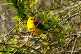 Paruline orange - Prothonotory Warbler
