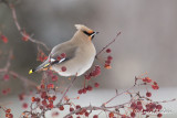 Jaseur Boral - Bohemian Waxwing