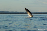 Petit roqual - Minke Whale- Balaenoptera acutorostrata