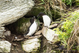 Petit pingouin - Razorbill