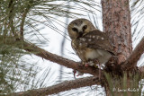 Petite Nyctale - Northern Saw-whet Owl 