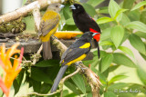 Oriole monocal et Tangara  croupion rouge