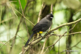 Tohi  cuisses jaunes - Yellow-thighed Finch