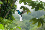 Colibri jacobin - White-necked Jacobin