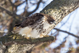 Buse  queue rousse -Red-tailed Hawk