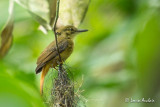 Moucherolle royal - Royal Flycatcher