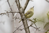 Roitelet  couronne rubis - Ruby-crowned kinglet