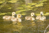 Bernache du Canada  canetons- Canada Goose babies