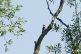 Pic  tte rouge - Red-headed Woodpecker