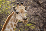 Girafe femelle