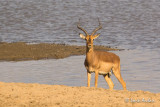 Antilope à face noire