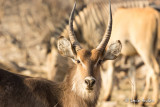 Cobe à croissant - Antilope sing-sing