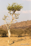 Acacia, arbre que mange les girafes