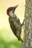 Pic de Bennett - Bennett's Woodpecker