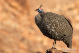 Pintade de Numidie - Helmeted Guinefowl