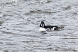 Garrot  oeil dor - Common Goldeneye