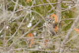 Petite Nyctale - Northern Saw-Whet Owl