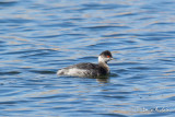 Grbe  cou noir - Eared Grebe