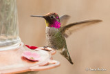 Colibri dAnna - Annas Hummingbird