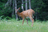 Cerf de virginie