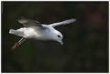Northern Fulmar