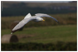 Herring Gull in Flight